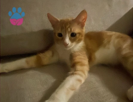 Kikiye Ömürlük Yuva Arıyoruz