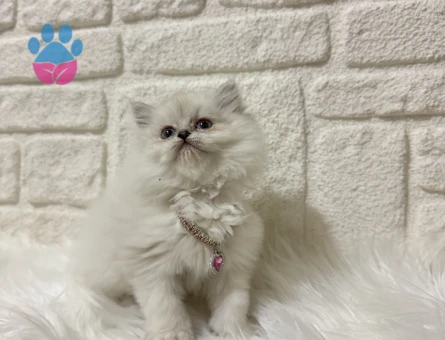 British Longhair Lady 2 Aylık Dişi