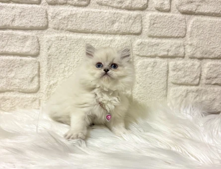 British Longhair Lady 2 Aylık Dişi