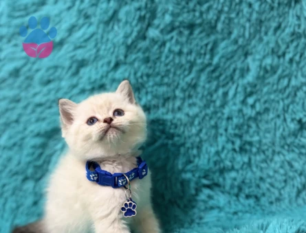 British Shorthair Mavi Boncuk 2 Aylık Yuva Arıyor