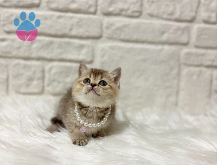 British Shorthair Mozaik Kek Golden Tabby Dişi