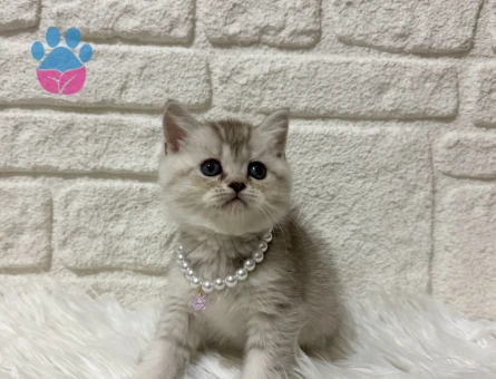 British Shorthair Silver Dişi Yavrumuz
