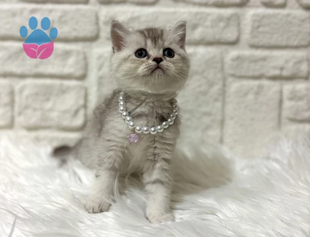 British Shorthair Silver Dişi Yavrumuz