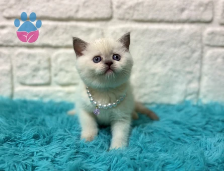 British Shorthair Antep Fıstığı Dişi 2 Aylık