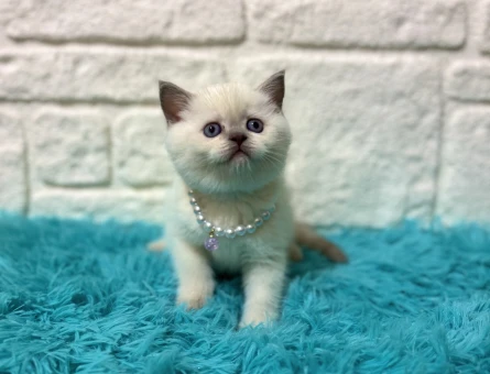 British Shorthair Antep Fıstığı Dişi 2 Aylık