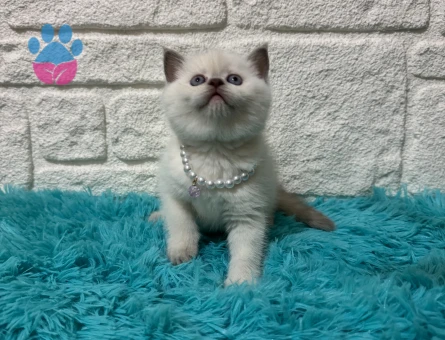 British Shorthair Antep Fıstığı Dişi 2 Aylık