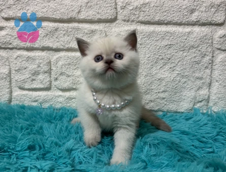 British Shorthair Antep Fıstığı Dişi 2 Aylık