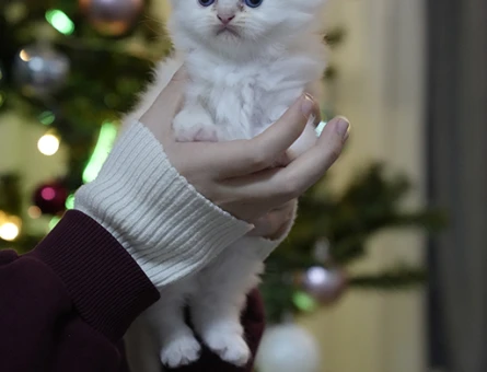 British shorthair dişi yavrumuza sıcak yuva arıyoruz
