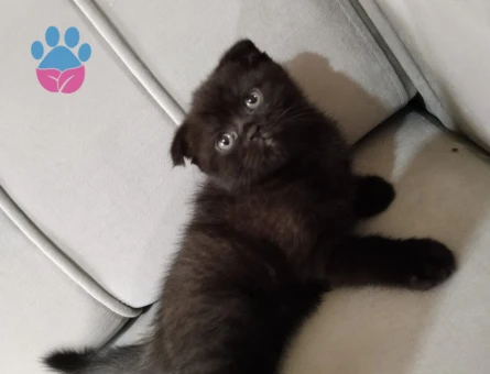 Scottish fold iki tane kedim var birisi dişi biri erkek