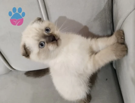 Scottish fold iki tane kedim var birisi dişi biri erkek