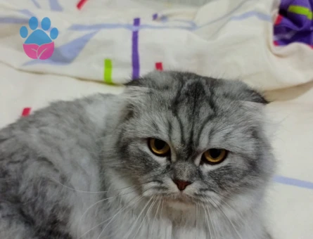 Chinchilla 2 Yaşında Dişi