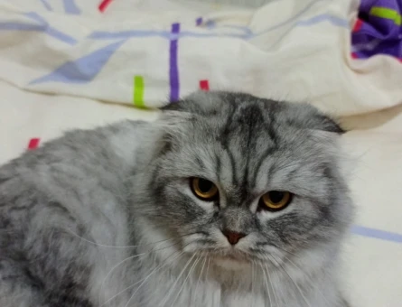 Chinchilla 2 Yaşında Dişi