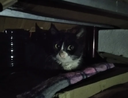 Acil Yuva Bulunması Gerekiyor