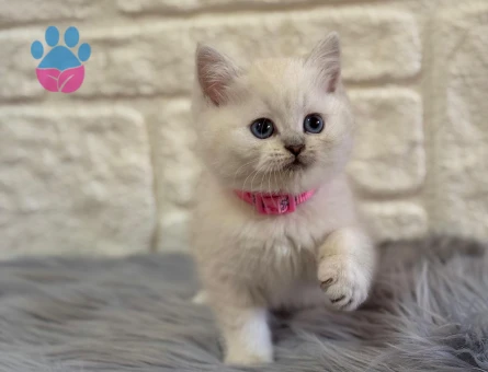 British Shorthair Point Dişi 2 Aylık
