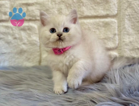 British Shorthair Point Dişi 2 Aylık