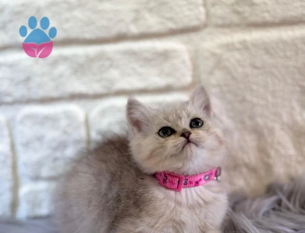 British Shorthair 2 Aylık Dişi Yavrumuz