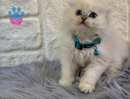 Scottish Fold Longhair Erkek 2 Aylık