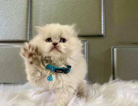 2 Aylık point Scottish Fold Longhair Erkek