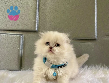 2 Aylık point Scottish Fold Longhair Erkek