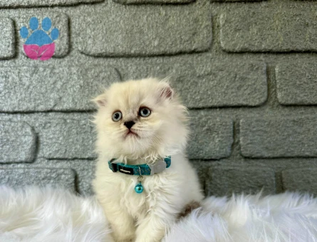 Scottish Longhair 2 Aylık Erkek Yavrumuz
