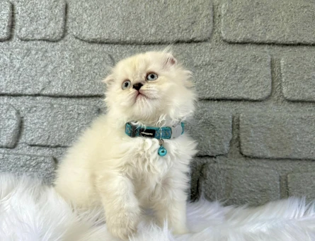 Scottish Longhair 2 Aylık Erkek Yavrumuz