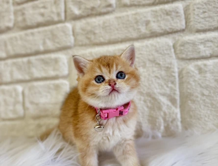 British Shorthair Golden Ny12 Dişi Yavrularımız