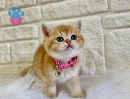 British Shorthair Golden Ny12 Dişi Yavrularımız