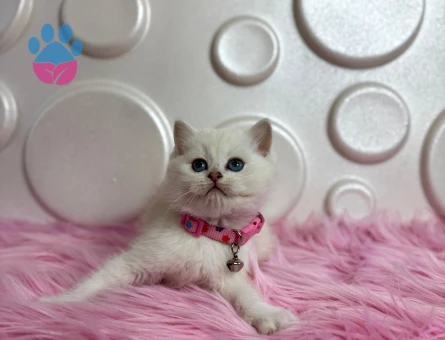British Shorthair Golden Point Dişi 2 Aylık