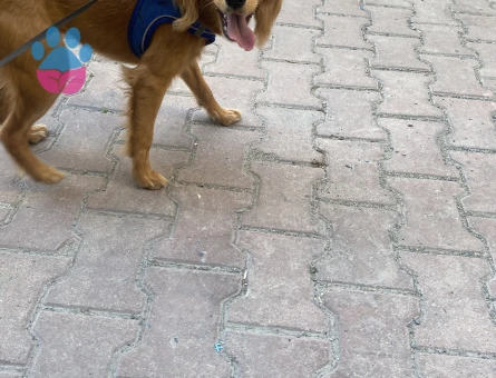 Dişi Cocker Spaniel Yavrusu – Çok Oyuncu ve Sevimli