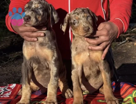 Doberman Türkiye’de ilk ve tek özel renk yavrular