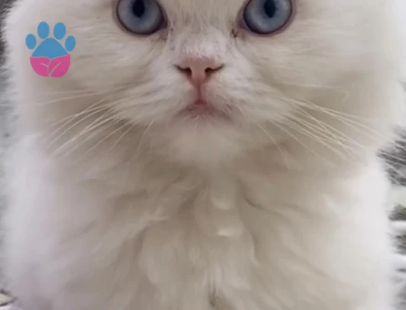 British Longhair 1 Yaşında Eş Arıyor