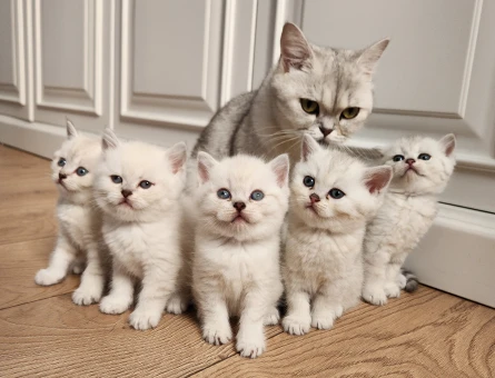 British shorthair silver point yavrular