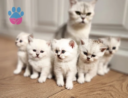British shorthair silver point yavrular