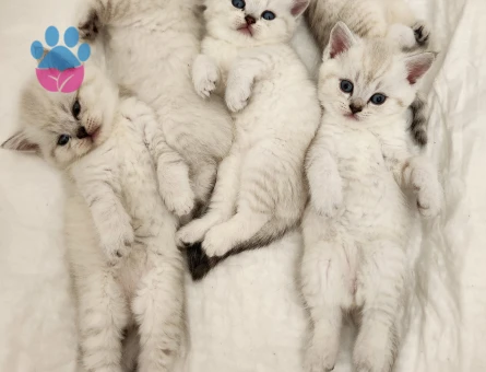 British shorthair silver point yavrular