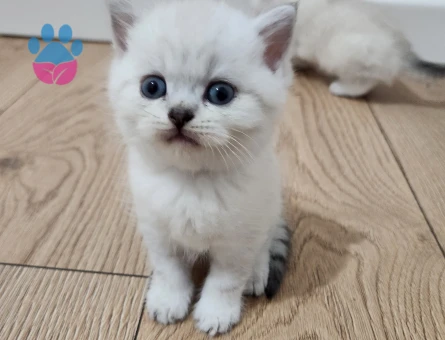 British shorthair silver point yavrular