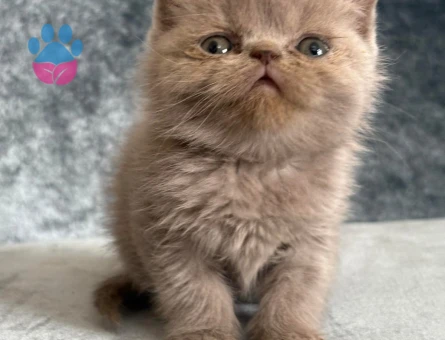 Safkan çeşitli yavrular