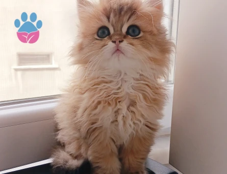 Safkan çeşitli yavrular