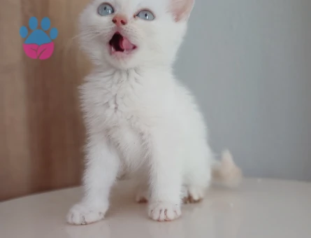 Safkan çeşitli yavrular