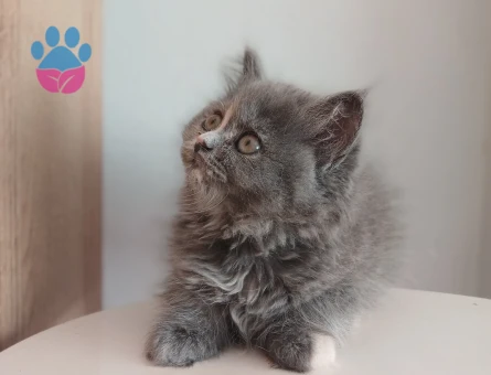 Safkan çeşitli yavrular