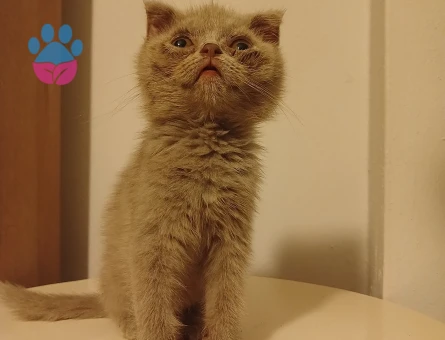 Safkan çeşitli yavrular