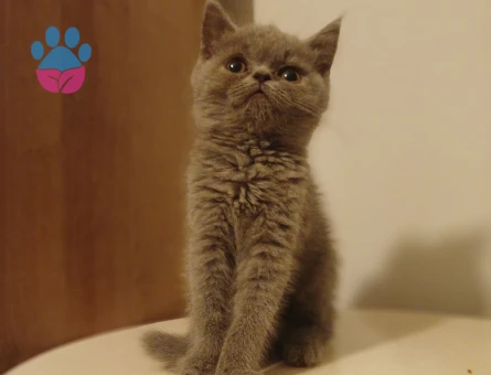 Safkan çeşitli yavrular