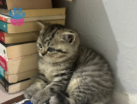 Scottish Fold/straight Silver Tabby Erkek Kedi Yavrusu
