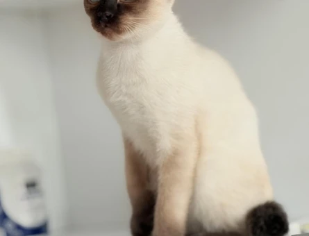 DİŞİ SİYAM KEDİLERİMİZİ SAHİPLENDİRMEK İSTİYORUZ - 4523