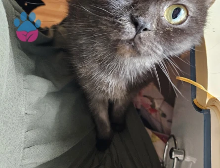 British Shorthair 4 Yaşında Dişi