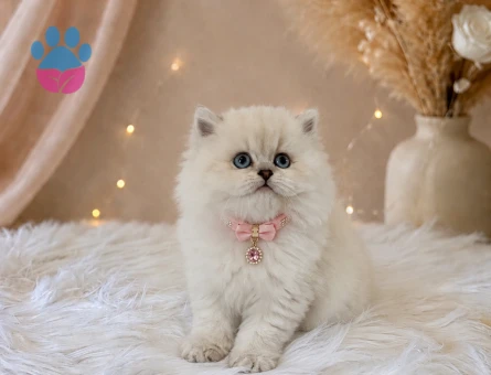 British Longhair Muhteşem Güzellikte Yavrumuz