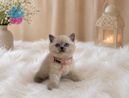 Blue Point Dişi British Shorthair Yavru Kedi İstanbul - 4526