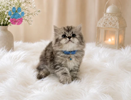 Göz Alıcı Silver Tabby Desenli British Longhair Erkek Yavrumuz