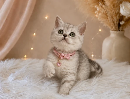 Nadir bulunan Silver Point Dişi British Shorthair Yavrumuz - 4529