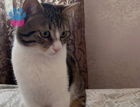 Acil yuva arayan 7 aylık tekir kedi