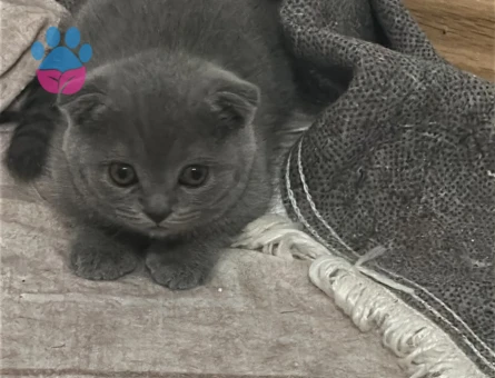 British Shorthair Minnoşum